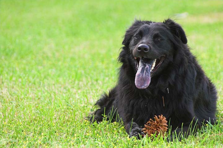 Chabrador - A labrador retriever and chow mixed breed dog.