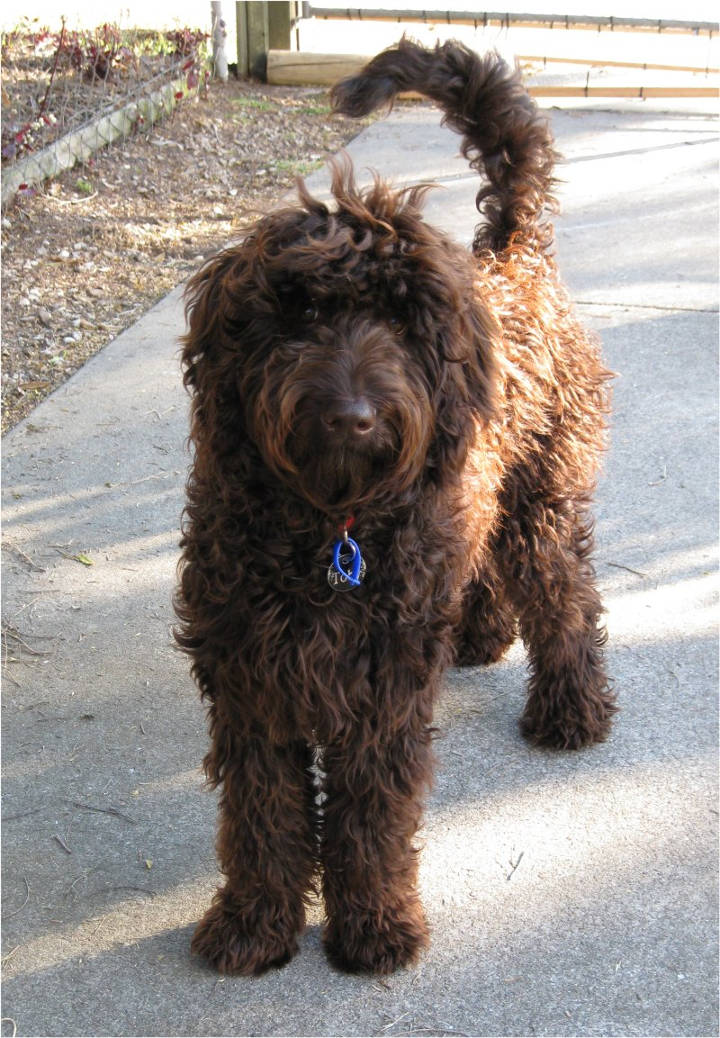 Doodle Hund - An Australian male Labradoodle at 9 month of age.